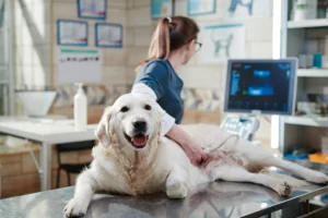 Cuándo llevar a tu mascota al veterinario