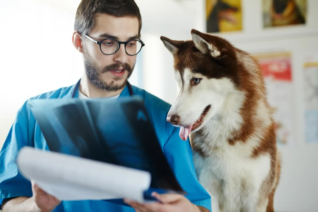 Cómo elegir un veterinario