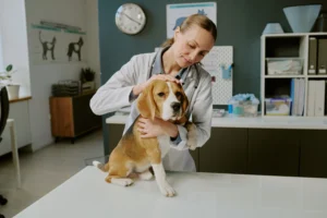 Como abrir una clínica veterinaria en México
