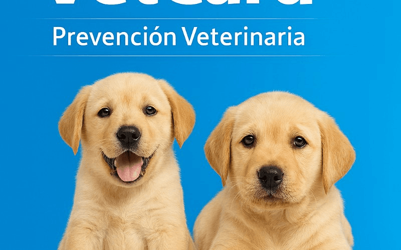 Cachorros perros 
