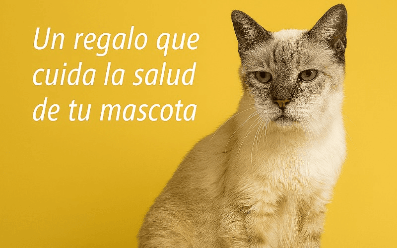 Gato Mayor