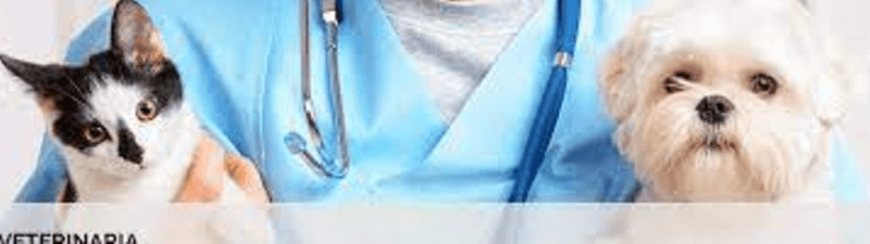 VETERINARIA interior