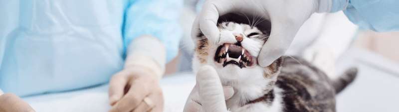 Alexis Jaliquias Veterinaria interior