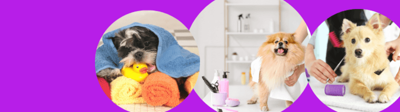 Patitas de Colores banner