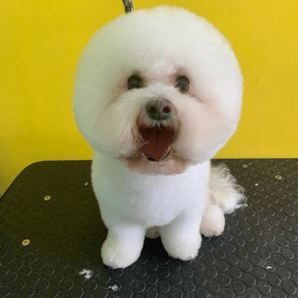 Servicio de estética para perrit@ talla CH