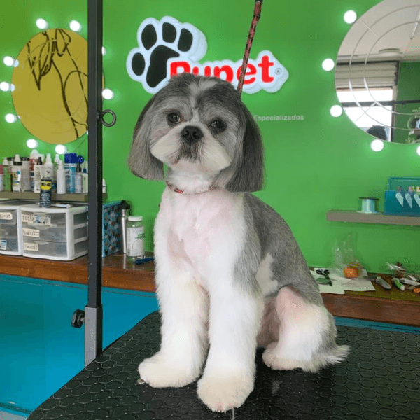 Servicio de estética para perrit@, talla MED