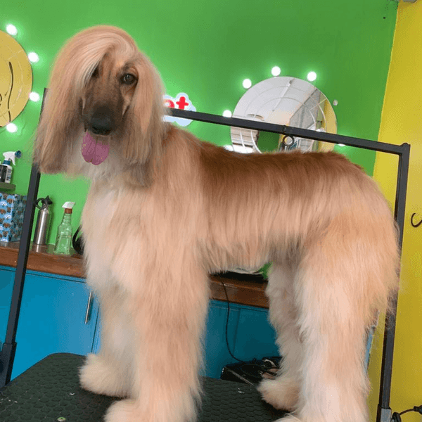 Servicio de Estética para Perrit@ talla GDE.