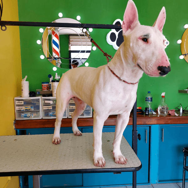 Servicio de Baño para perrit@ MED PELO CORTO