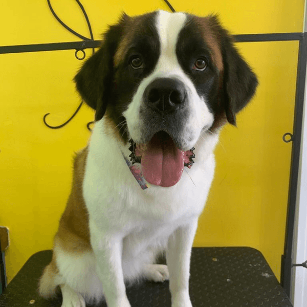 Servicio de Baño para Perrit@s GDE PELO CORTO