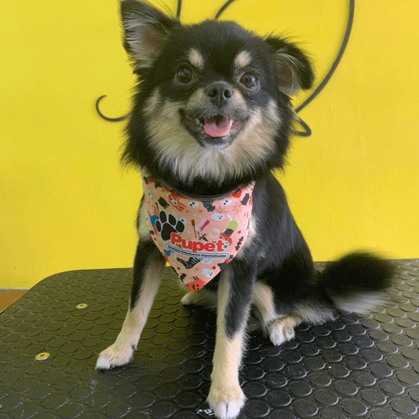 Servicio de Baño para perrit@ CH PELO LARGO