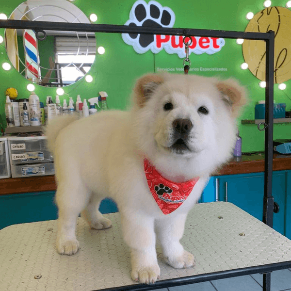 Servicio de Baño para Perrit@ MED PELO LARGO