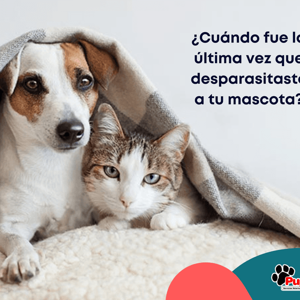 Desparasitación Cachorr@