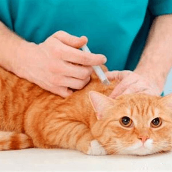 Vacuna Leucemia Felina ZOETIS