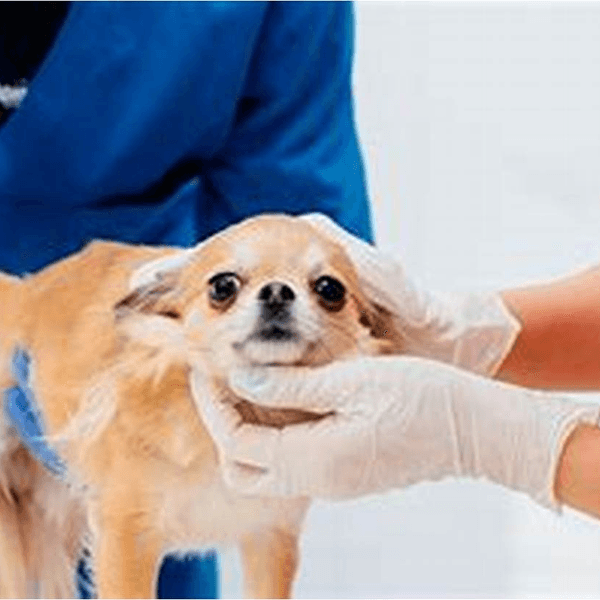 Vacuna Bordetella MERIAL