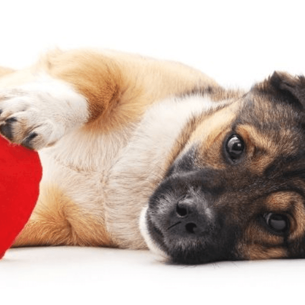 Consulta Cardiología