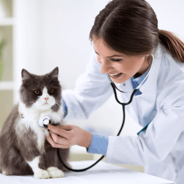 Consulta Medicina Felina