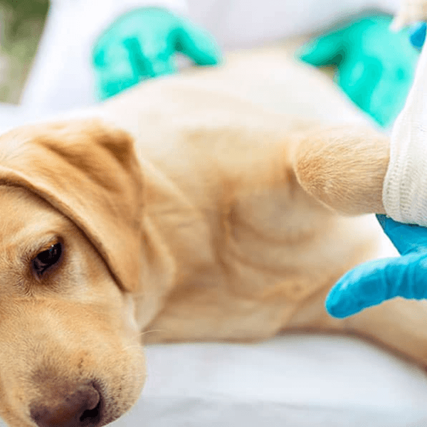 Consulta Traumatología