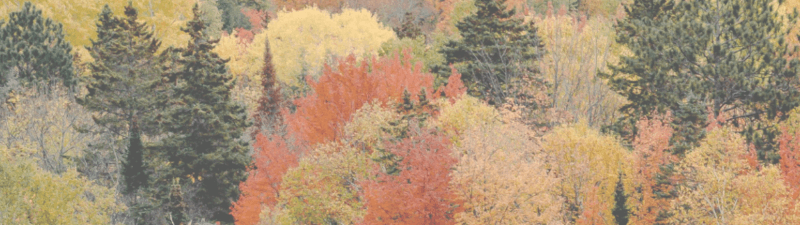 Dra. Jacqueline banner