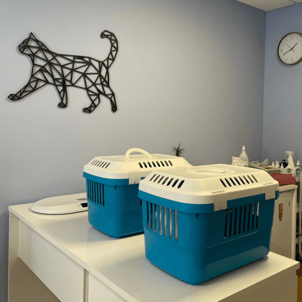 CONSULTA MEDICINA FELINA