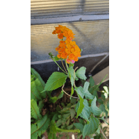 Osteopatia de Valeria arevalo logo