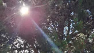 Astro Luz Semilla interior