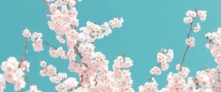 Heartblossom Chile interior