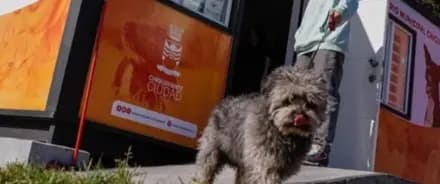 BOX VETERINARIO (VACUNACIÓN, DESPARASITACIÓN, MICROCHIP) interior