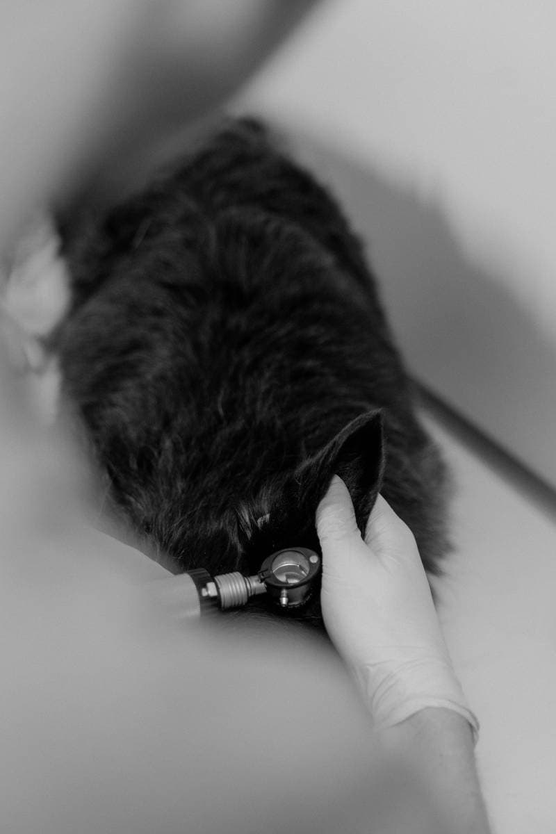 Centro Integral Veterinario Del Alto | Dra Paola Paglilla interior