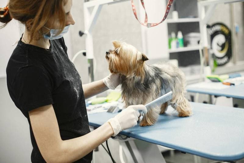 Petcenter Ohiggins interior