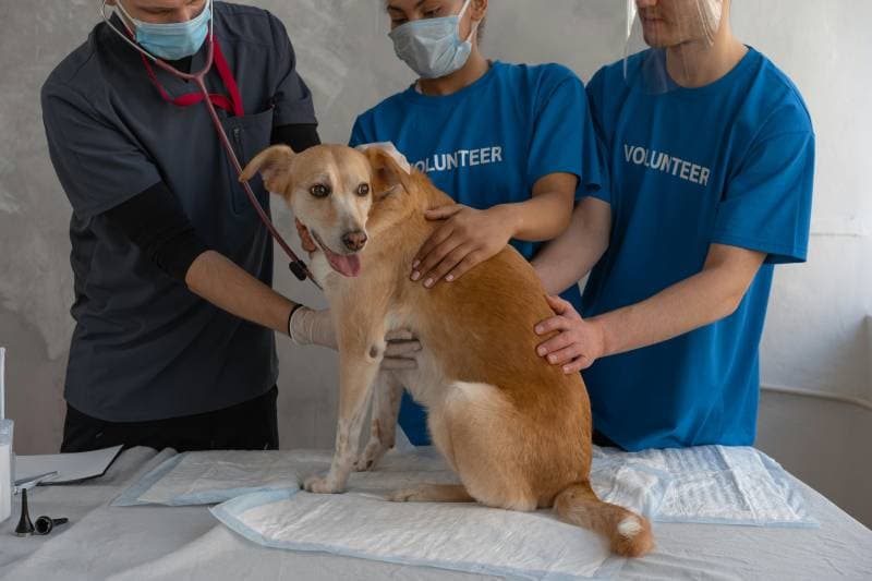 Hospital Veterinario interior