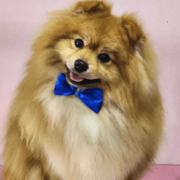 Servicio Peluquería Pomerania