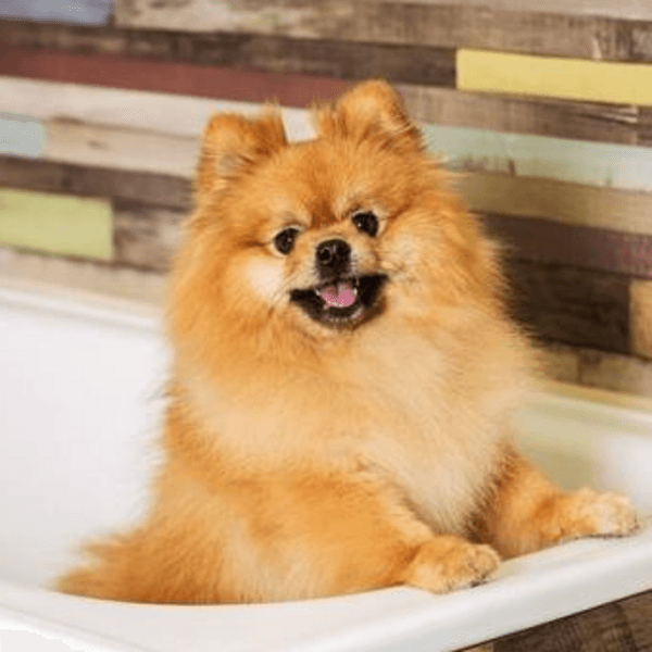 Servicio Baño Pomerania