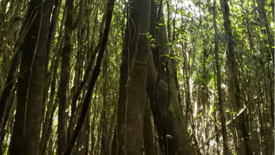 LEMU Espacio Terapéutico banner