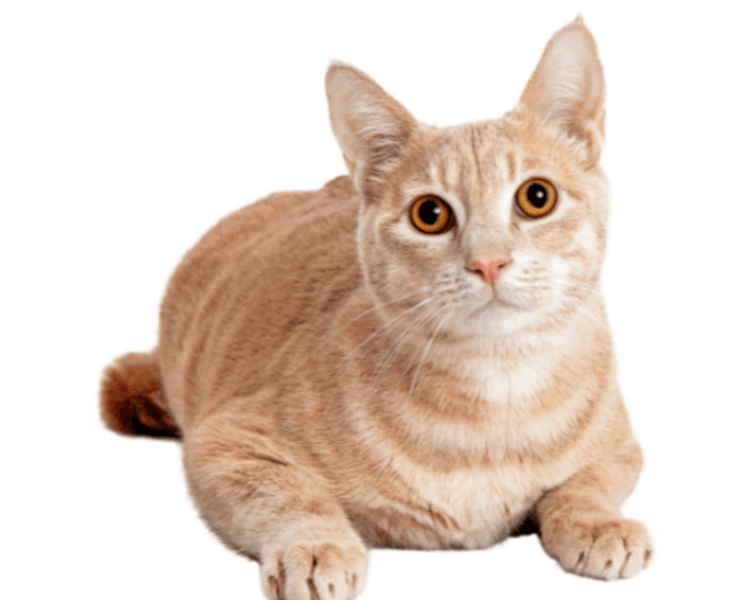 Consulta Medicina Interna Felino