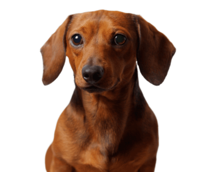 Control Oftalmología Canino