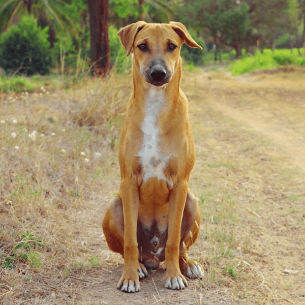 Baño perro pelo corto 15 Kg a 19,9 Kg