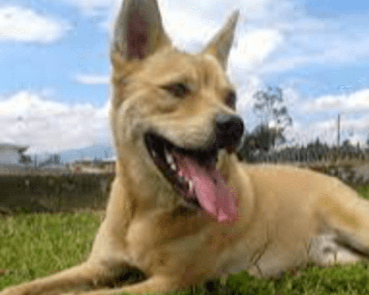 Baño perro pelo corto 20 Kg a 24,9 Kg