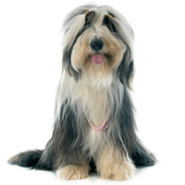 Baño perro pelo largo 15 Kg a 19,9 Kg