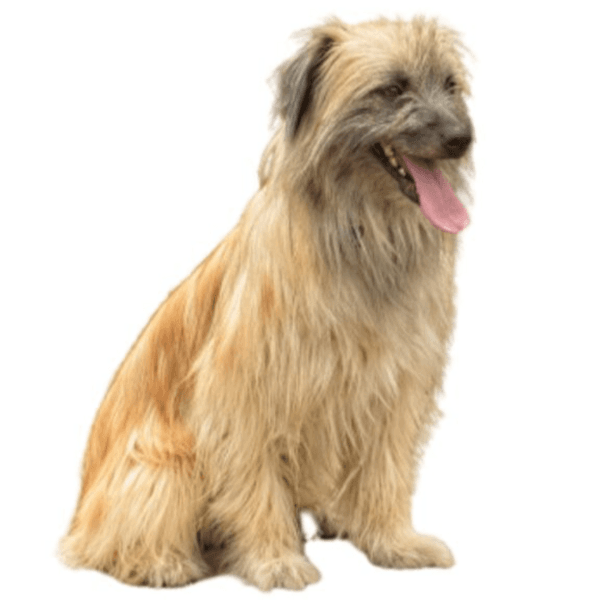 Baño perro pelo largo 20 Kg a 24,9 Kg