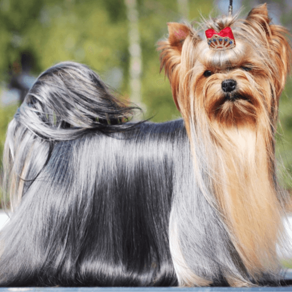 Servicio Baño Yorkshire pelo largo