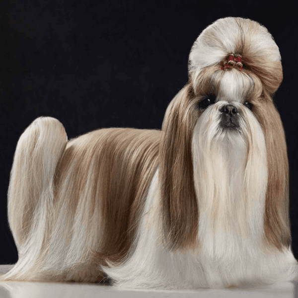 Servicio Baño Shih Tzu pelo largo