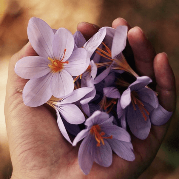 Terapia floral presencial