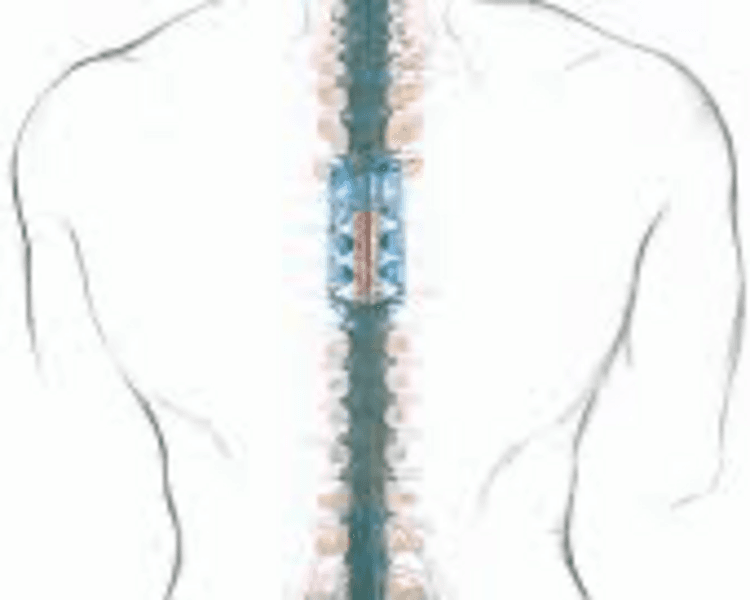 Masaje cráneo sacral 60’ / Cranial sacral massage