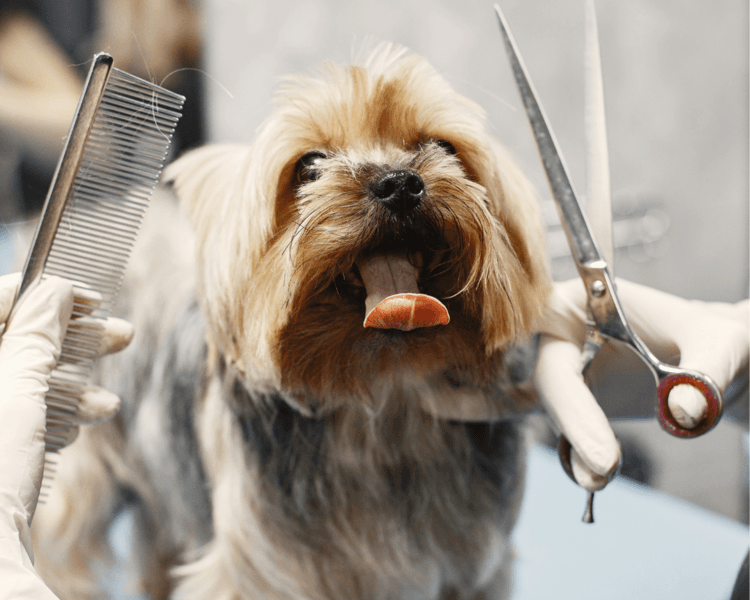 Baño perro pequeño