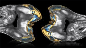 David Reyes Bobadilla photo