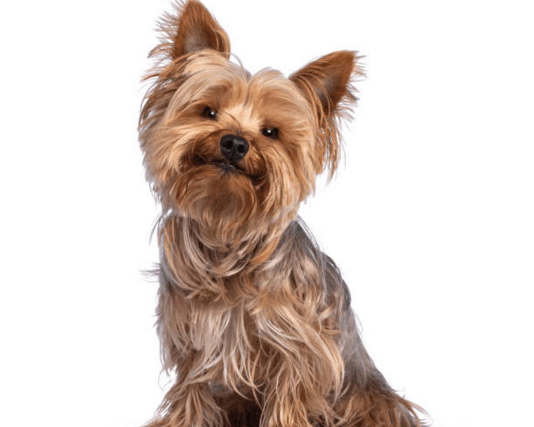 Baño y corte perro pequeño