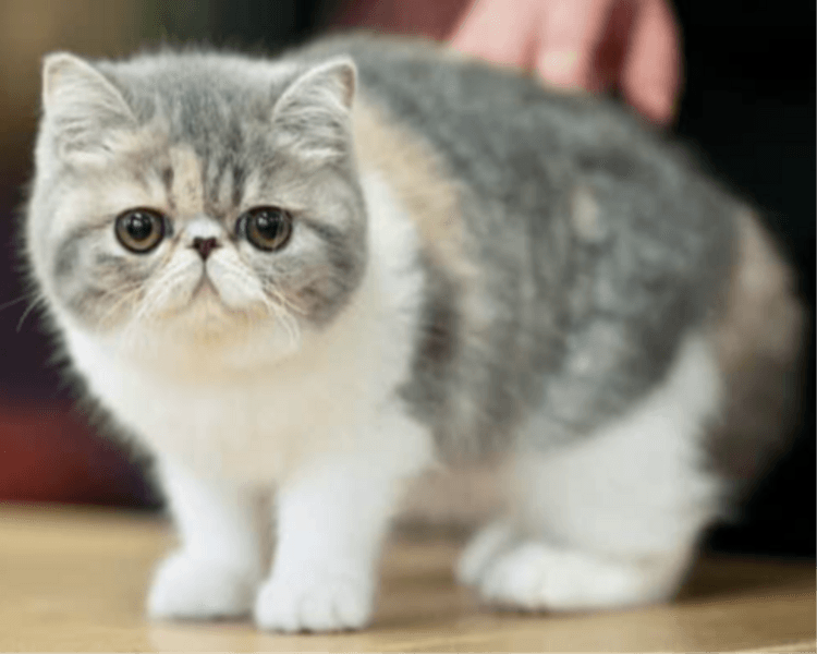 Estética felina raza mediana