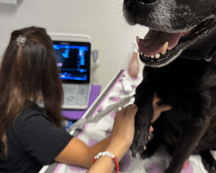 ECOCARDIOGRAMA Y PRESIÓN ARTERIAL