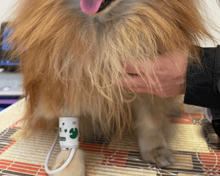 ELECTROCARDIOGRAMA Y PRESIÓN ARTERIAL