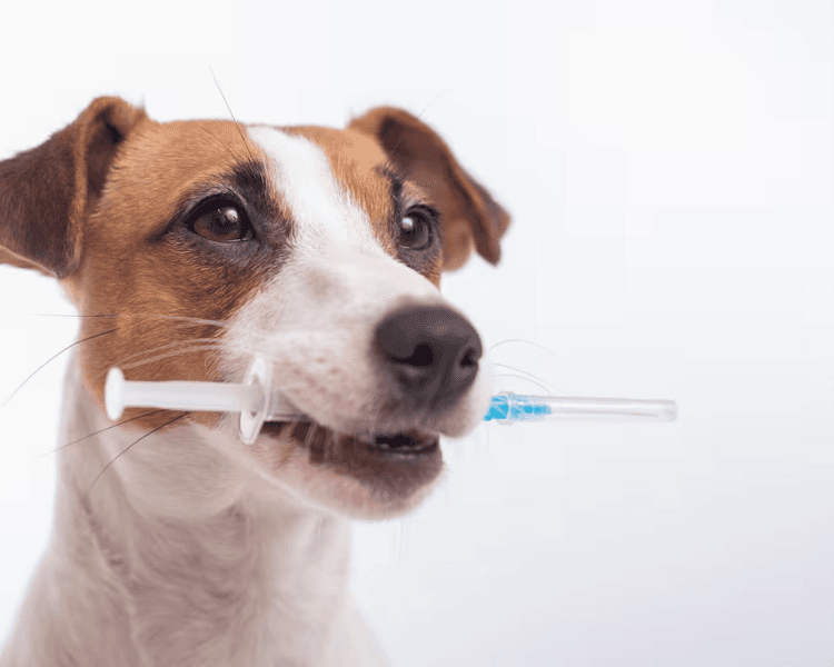 Vacunación Felina o Canina